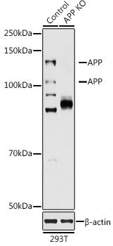 [KO Validated] APP Rabbit pAb