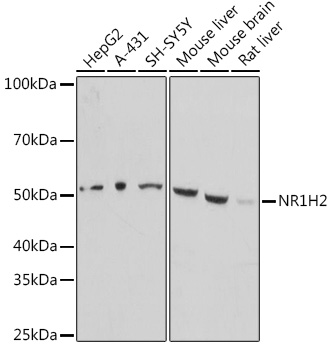 LXR beta/NER Rabbit pAb