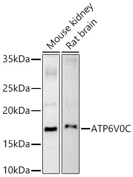 ATP6V0C Rabbit pAb