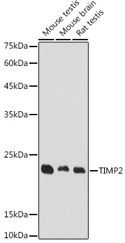 TIMP2 Rabbit pAb