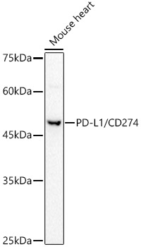 PD-L1/CD274 Rabbit pAb