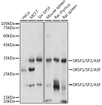 SRSF1/SF2/ASF Rabbit pAb