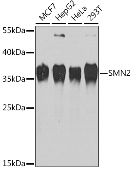 SMN2 Rabbit pAb