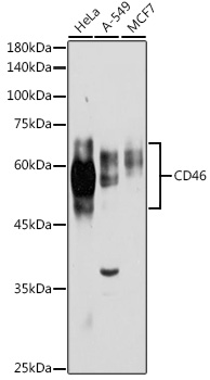 CD46 Rabbit pAb