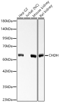 CHDH Rabbit pAb