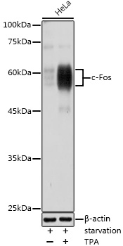 c-Fos Rabbit pAb