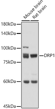 DRP1 Rabbit pAb