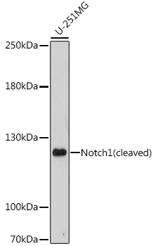 Notch1 Rabbit pAb