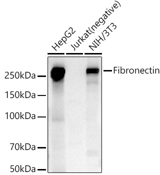 Fibronectin Rabbit pAb