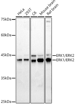 E.R.Kページ ERK1 / ERK2 Rabbit pAb