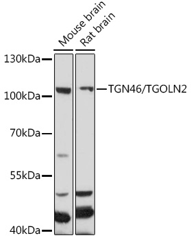 TGN46/TGOLN2 Rabbit pAb