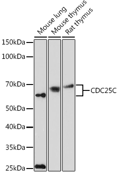 CDC25C Rabbit pAb