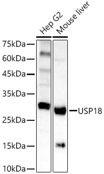 USP18 Rabbit pAb