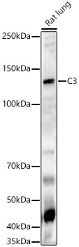 C3 Rabbit pAb