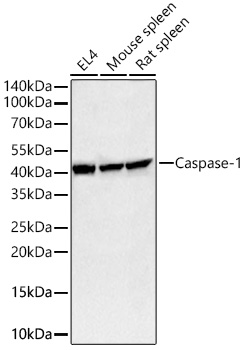 おまとめ【fl23】【cal18】【cal19】【cal20】【aph9】 81mG6qmR1aL._UF350,350_QL80_.jpg