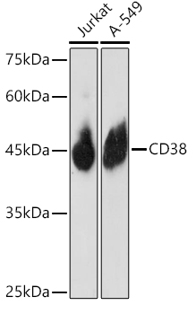 CD38 Rabbit pAb