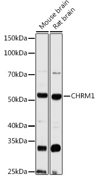 CHRM1 Rabbit pAb