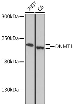 DNMT1 Rabbit pAb