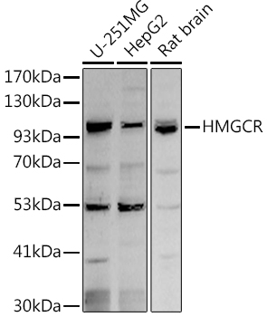 HMGCR Rabbit pAb