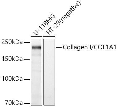 Collagen I/COL1A1 Rabbit pAb