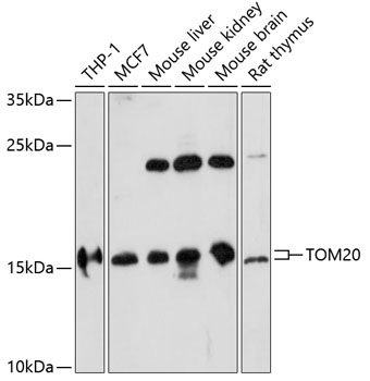 TOM20 Rabbit pAb