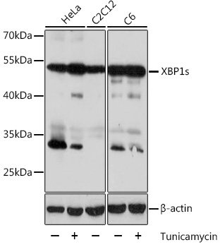 XBP1s Rabbit pAb