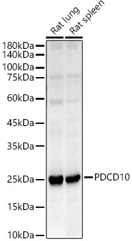 PDCD10 Rabbit pAb