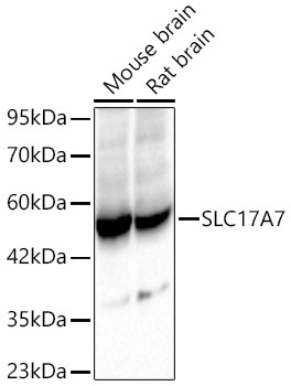 VGLUT1 Rabbit pAb