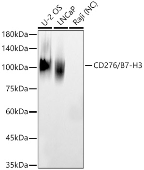 CD276/B7-H3 Rabbit pAb