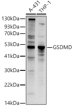 GSDMD (Full length+C terminal) Rabbit pAb