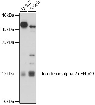 Interferon alpha 2 (IFN-α2) Rabbit pAb