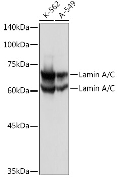 [KO Validated] Lamin A/C Rabbit pAb