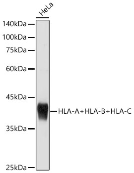 HLA-A Rabbit pAb