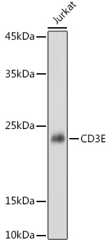 CD3E Rabbit pAb