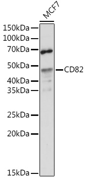 CD82 Rabbit pAb