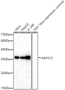 AKR1C3 Rabbit pAb