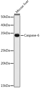 Caspase-6 Rabbit pAb