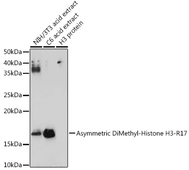 Asymmetric DiMethyl-Histone H3-R17 Rabbit pAb