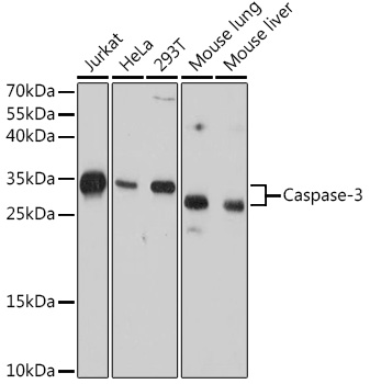 pro Caspase-3 Mouse mAb