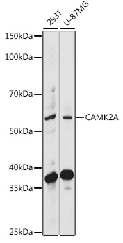 CAMK2A Rabbit pAb