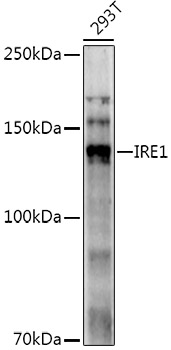 IRE1 Rabbit pAb