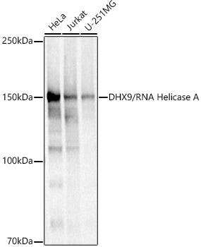 DHX9/RNA Helicase A Rabbit pAb