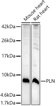 PLN Rabbit pAb