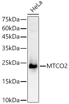 MTCO2 Rabbit pAb