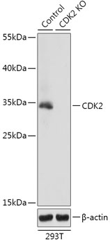 [KO Validated] CDK2 Rabbit pAb