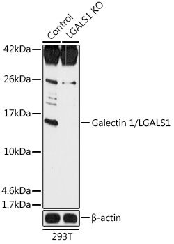 [KO Validated] Galectin 1/LGALS1 Rabbit pAb