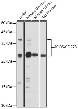 ICOS/CD278 Rabbit pAb