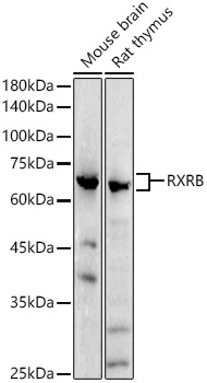 RXRB Rabbit pAb