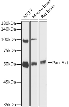 Pan-Akt Rabbit pAb