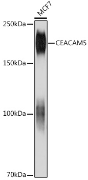 CEACAM5 Mouse mAb